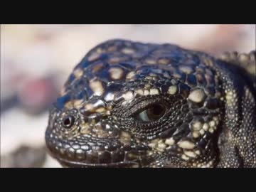 イグアナ好一 VS 集団スネーカー