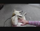 真のギャクタイだ！