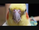 ハト(は平成へ置いてきた)ぽっぽ