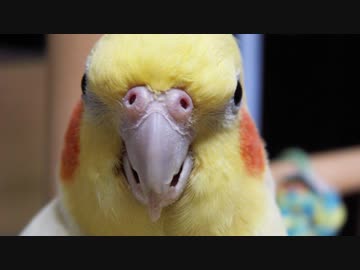 ハト(は平成へ置いてきた)ぽっぽ