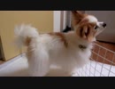 しっぽを振るワンコ（パピヨン）