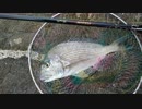#8 【磯釣り】地磯フカセ釣り！本命のグレは釣れず‥【ヘダイ】
