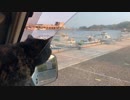 漁港に居たカラスを狙うあずき