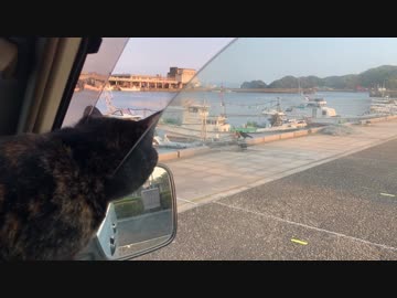 漁港に居たカラスを狙うあずき