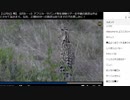 《がおーっ》アフリカ・サバンナ野生動物ツアー 生中継【12月5日 夕】