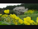 Japan forever(仮題)