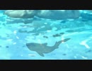 ショートアニメ「鯉Story」