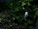 こねこがジャンプに失敗