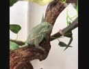 好みにうるさいカエル(笑)