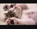 ピック比較(Fernandez サンドグリップ PPS)【アシヲ】