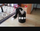 もぐらたたきができる猫