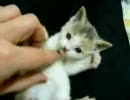 子猫を指でこねこね