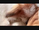 寝落ちするワンコ（パピヨン）