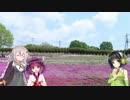 京町セイカの終わらないドライブPart 9（芝桜と箕輪城とフルーツライン）【VOICEROID車載】