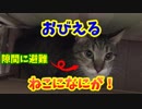 恐怖に怯える保護猫たち！？ついに怪獣が現れた！