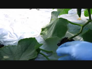 きゅうり栽培実況vol.83   H31春-8  葉っぱがかぎたいお年頃。