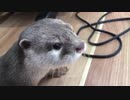 遊び疲れたときの表情