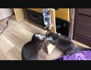 水を飲む順番には上下関係があるカワウソ