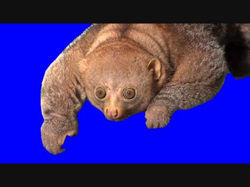 ポットーくんBB