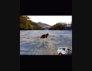 旅猫あずきと鹿児島旅