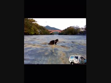 旅猫あずきと鹿児島旅