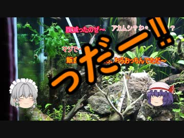 【アクアリウム】２くらいから始める水草水槽 Part.2　/幻想水景記.08