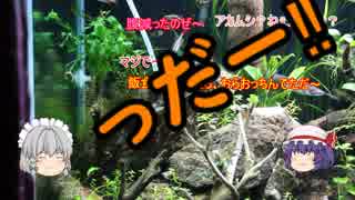 【アクアリウム】２くらいから始める水草水槽 Part.2　/幻想水景記.08