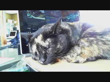 今日のおねむ　2019-05-06