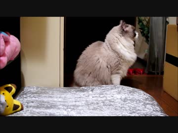 玄関の外で人の声がしたので行ってみたのはいいけれど知らない人だと気付いて怖くなったため居留守を使っている時の猫