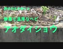 野生の生き物たち　無毒で温厚なヘビ！アオダイショウ