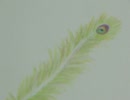 flower bird p7