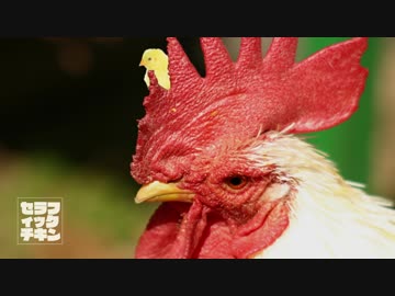 【東方アレンジ】セラフィックチキン【東方鬼形獣／ロック】