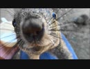 リスにたかられる