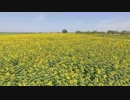 Sunflower_field　生田真崇