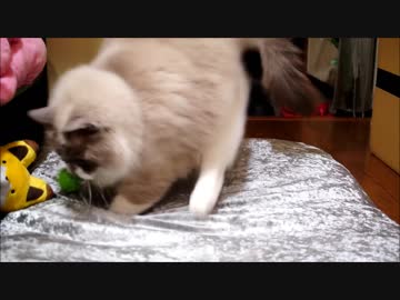 時定くんの一日分の鳴き声