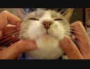 【モアクリ】 バーチャル・モフモフ