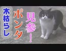 木枯らしポンタ~~庭の松にマーキングする野良猫