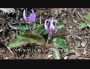 やまのぼり_extra4_春を探しに高尾周辺2days【ゆっくり】