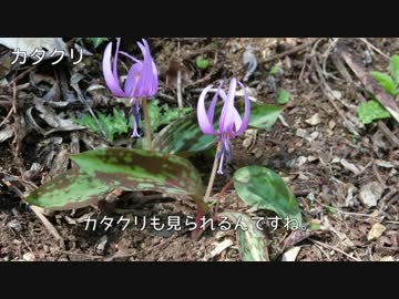 やまのぼり_extra4_春を探しに高尾周辺2days【ゆっくり】