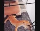 食らいついたら離さない