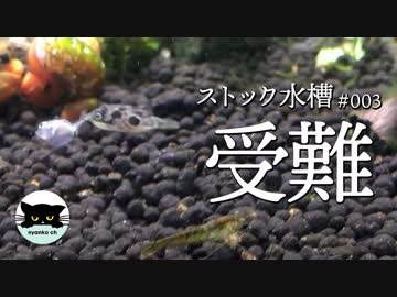 【ストック水槽#3】ちびアベニーの受難