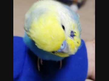 パンケーキ食べたい