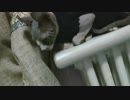 新の家族、 一匹猫です