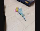 エロインコ