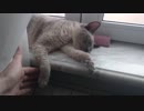 眠そうな猫。。。 次のASMRビデオプレビュー