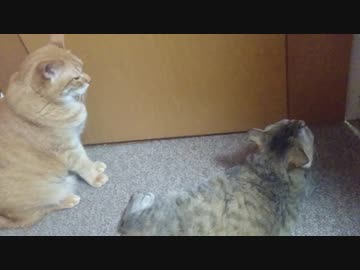 拾いねこ＠生後2495/2462日目　足にまとわりつく月音さん。