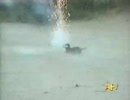 ロケット花火で攻撃する犬