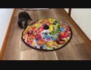 早くもネコのオモチャを見切って裏に連れていくカワウソの子供