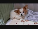 部屋の隅っこでにたたずむワンコ（パピヨン）