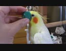 フタに頭を突っ込むインコにも歴史がある（かもしれない）